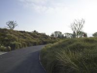 Californian Landscape: Nature's Beauty Amidst Trees