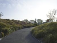 Californian Landscape: Nature's Beauty Amidst Trees