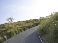 Californian Landscape: Nature's Beauty Amidst Trees