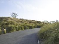 Californian Landscape: Nature's Beauty Amidst Trees