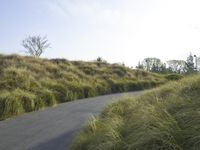 Californian Landscape: Nature's Beauty Amidst Trees