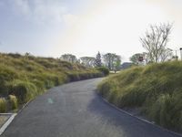 Californian Landscape: Nature's Beauty Amidst Trees