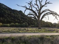 California Landscape: Nature's Tree Profile