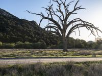 California Landscape: Nature's Tree Profile