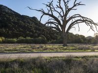 California Landscape: Nature's Tree Profile