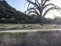 California Landscape: Nature's Tree Profile