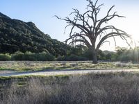 California Landscape: Nature's Tree Profile