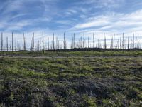 a field with dead grass and tall trees in the background that is not green or brown