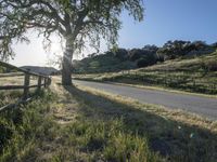 a country road passing by a tree in the distance with a fence on each side