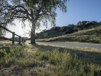 a country road passing by a tree in the distance with a fence on each side