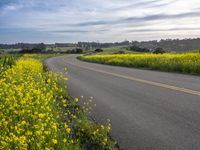 California Landscape: A Rural Road View