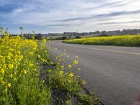 California Landscape: A Rural Road View