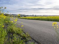 California Landscape: A Rural Road View