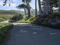 a road that has a lone tree near some trees on a hill side with a house in the distance