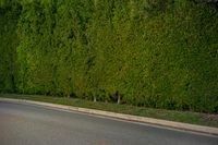 California Landscape: Trees, Green Grass, and More