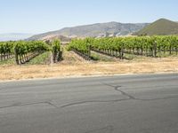 a man riding a scooter on a road with vineyards in the background,