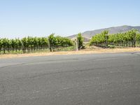 a man riding a scooter on a road with vineyards in the background,