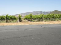 a man riding a scooter on a road with vineyards in the background,