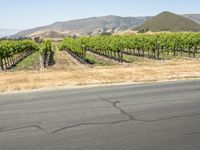 a man riding a scooter on a road with vineyards in the background,