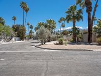 there is a very large residential street in the desert with palm trees on either side of it