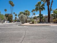 there is a very large residential street in the desert with palm trees on either side of it