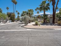 there is a very large residential street in the desert with palm trees on either side of it