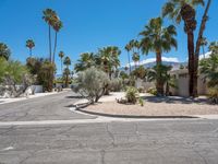 there is a very large residential street in the desert with palm trees on either side of it