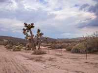 California Mountain Landscape: A Day Under the Sky