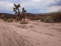 California Mountain Landscape: A Day Under the Sky