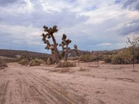 California Mountain Landscape: A Day Under the Sky