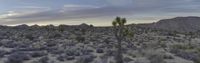 a mountain range with joshua trees in it at sunset with cloudy sky in background and grass on the ground