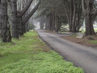 California Nature: A Forest Under the Clouds