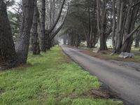 California Nature: A Forest Under the Clouds