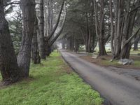 California Nature: A Forest Under the Clouds