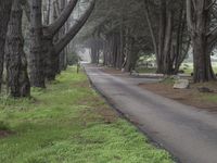 California Nature: A Forest Under the Clouds