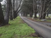 California Nature: A Forest Under the Clouds