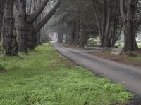 California Nature: A Forest Under the Clouds