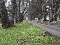 California Nature: A Forest Under the Clouds