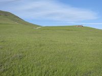 California Nature: Landscape and Asphalt Road