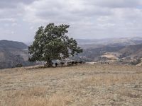 a small herd of cattle standing around a tree in the grass by the mountains side