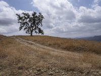 a small cow walks along a dirt path across a dry grass field with trees on one side and mountains in the background