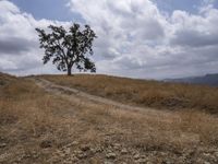 a small cow walks along a dirt path across a dry grass field with trees on one side and mountains in the background