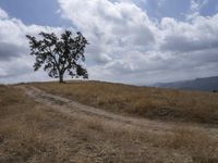 a small cow walks along a dirt path across a dry grass field with trees on one side and mountains in the background