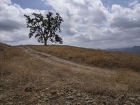 a small cow walks along a dirt path across a dry grass field with trees on one side and mountains in the background