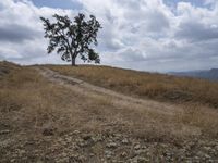 a small cow walks along a dirt path across a dry grass field with trees on one side and mountains in the background