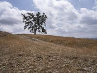 a small cow walks along a dirt path across a dry grass field with trees on one side and mountains in the background