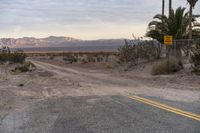 California Off-Road Track: Nature Palm Trees 002