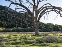 a tree sitting in the middle of an open field next to a wooden fence and building