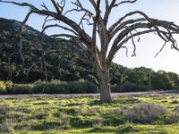 a tree sitting in the middle of an open field next to a wooden fence and building