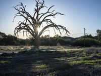 California Open Space Nature with Tree